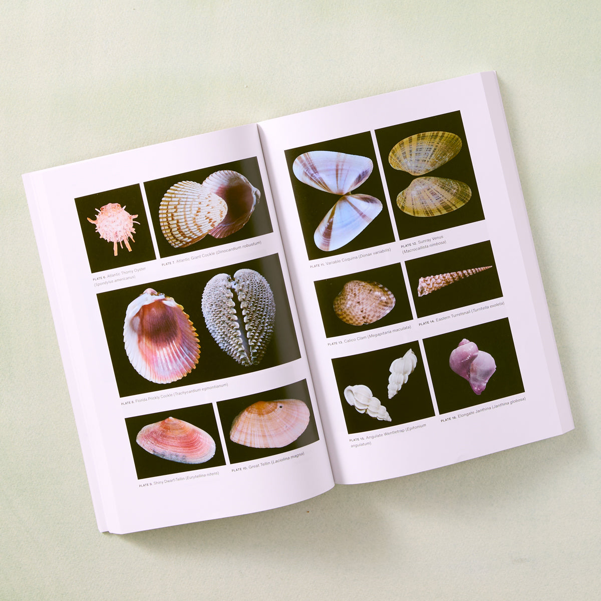 Seashells of North Carolina Book