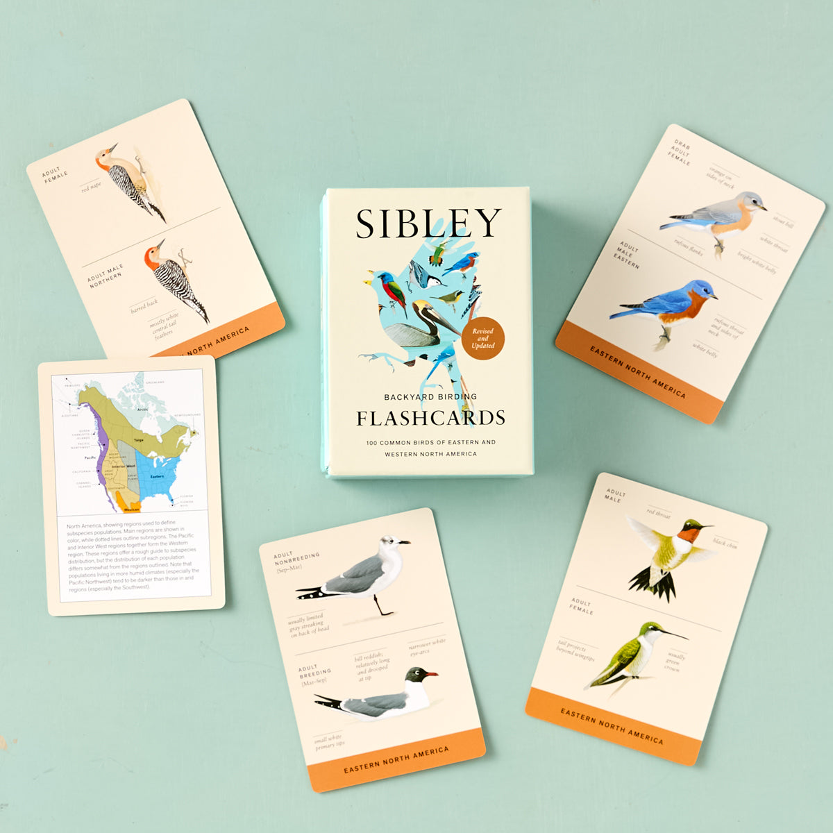 Backyard Birding Flashcards