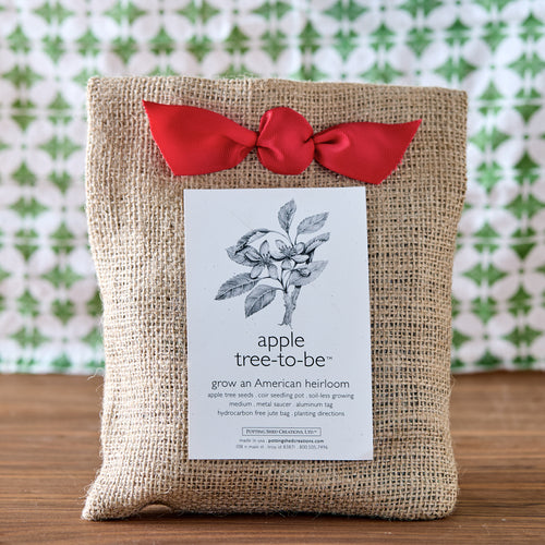 Apple Tree Grow Kit